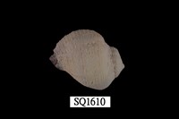 藏品(紫口珊瑚螺)的圖片